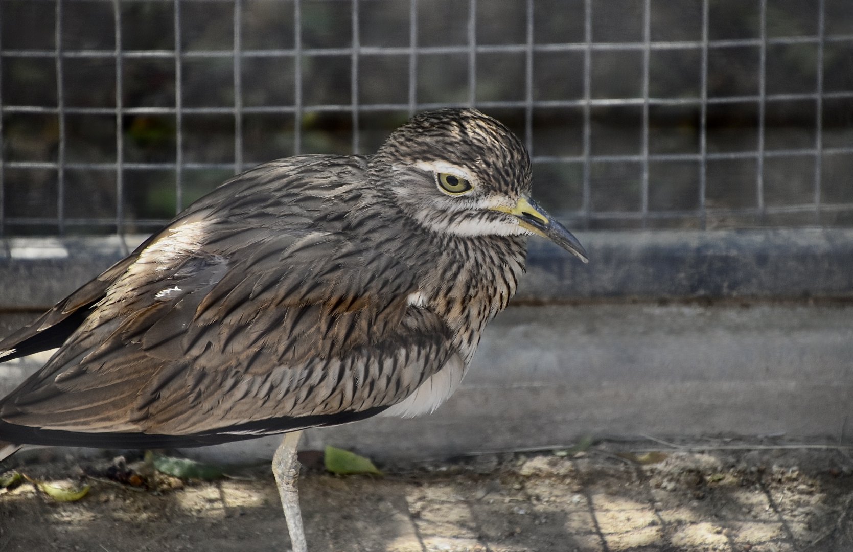 Senegal Thick-Knee (Burhinus senegalensis)