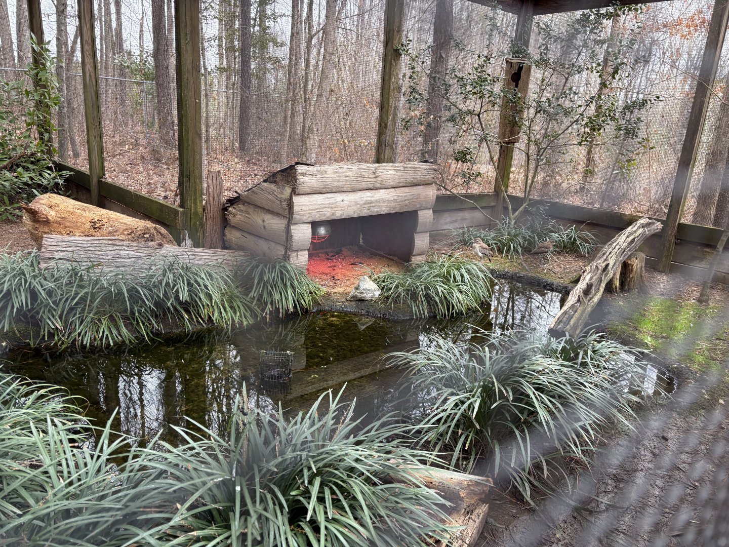 Senegal Thick-knee exhibit
