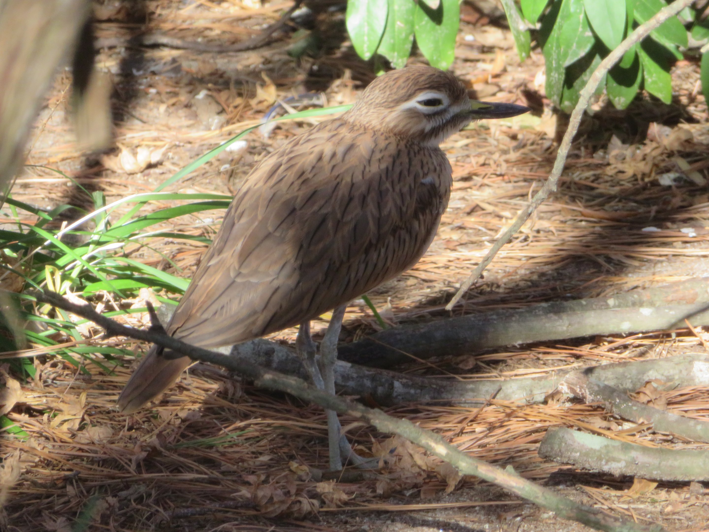 Senegal Thick-knee