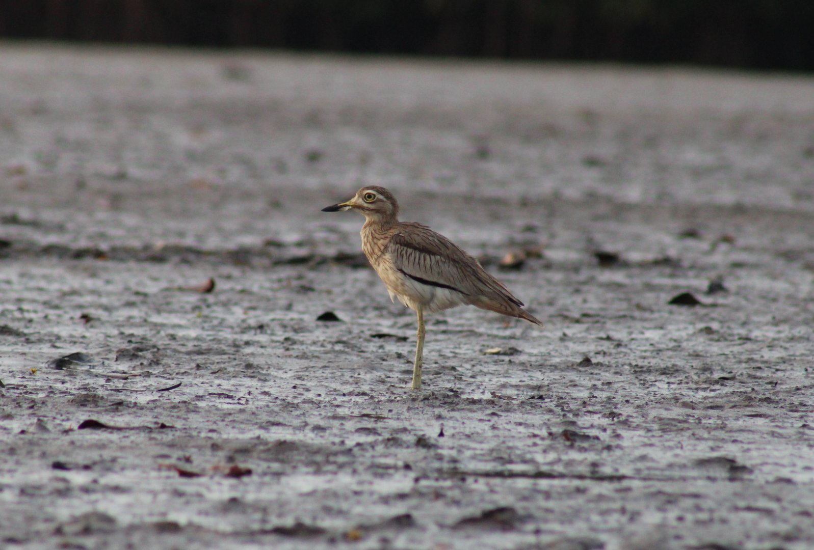Senegal thick-knee