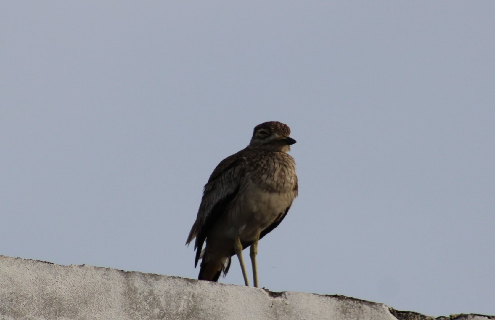 Senegal thick-knee
