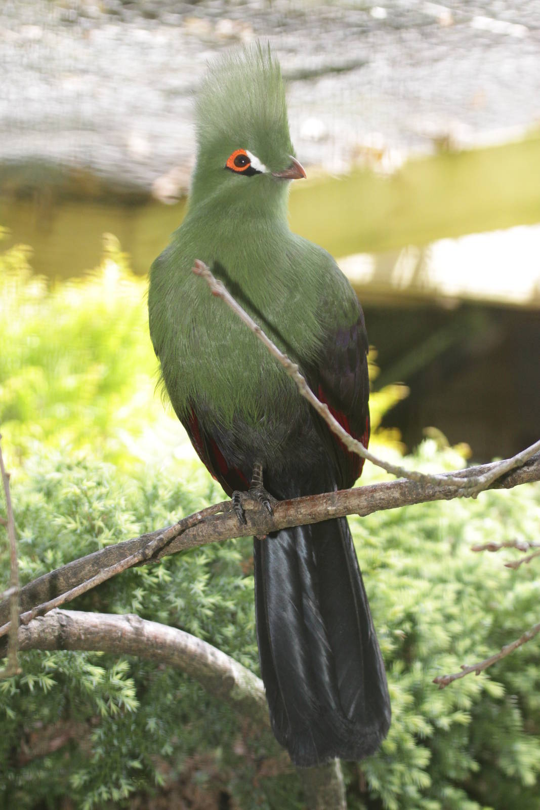 Senegal turaco (Tauraco persa buffoni)