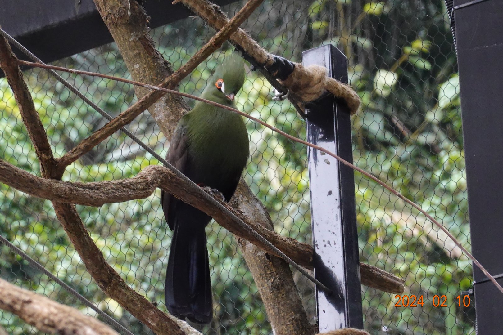 Senegal Turaco (Tauraco persa buffoni)