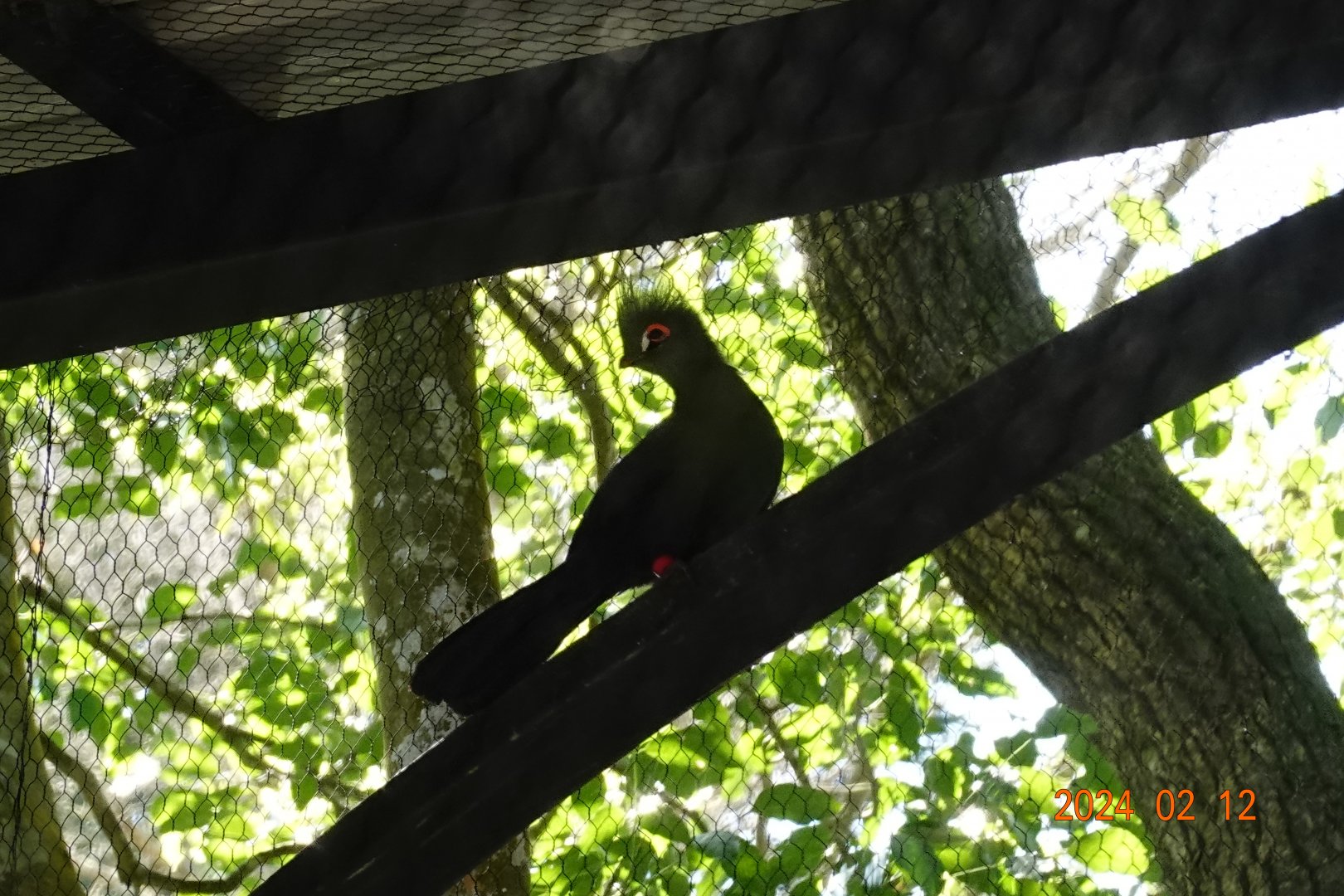 Senegal Turaco (Tauraco persa buffoni)