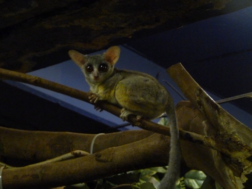 Senegalese bushbaby