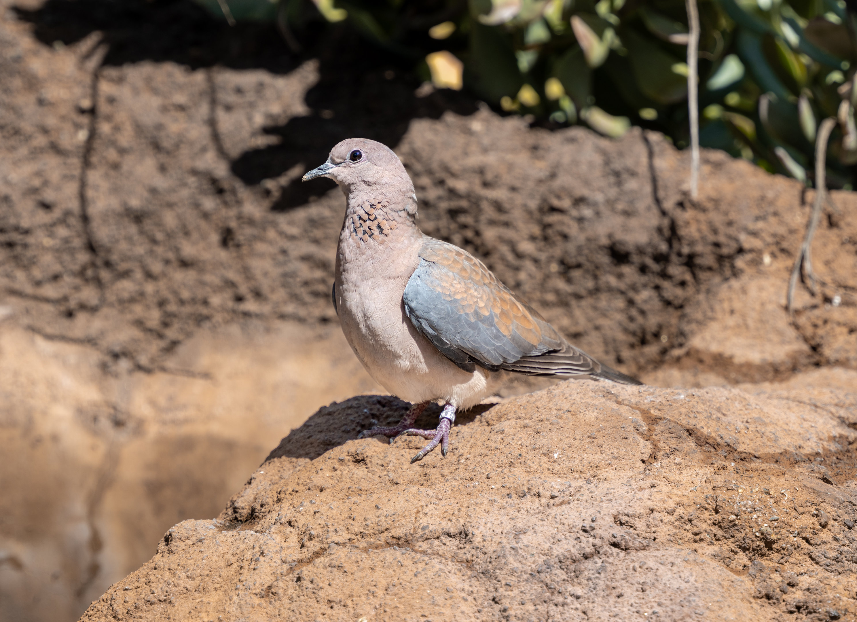 Senegalese Laughing Dove