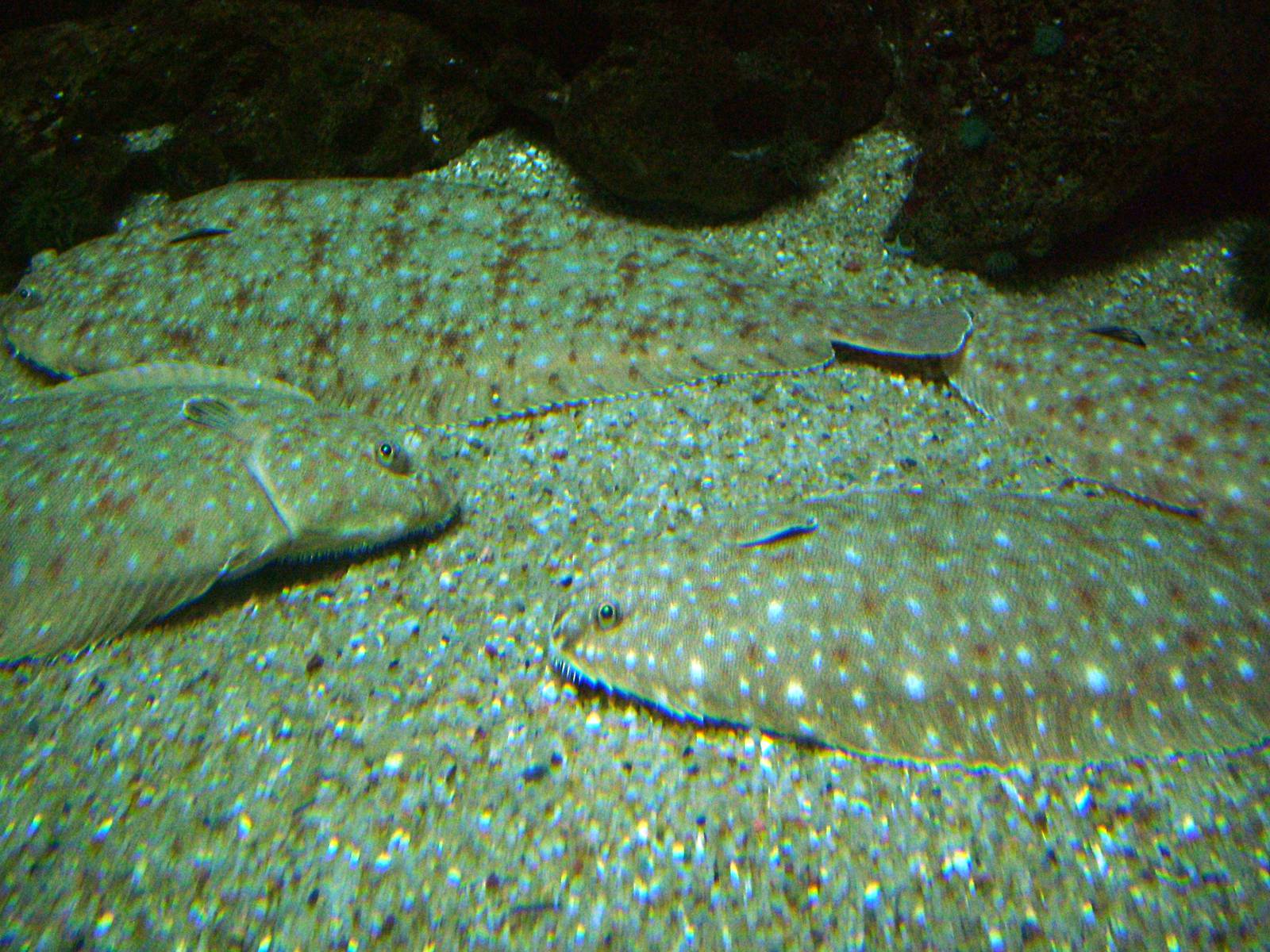 Senegalese Sole at Vasco da Gama Aquarium, 25/05/11