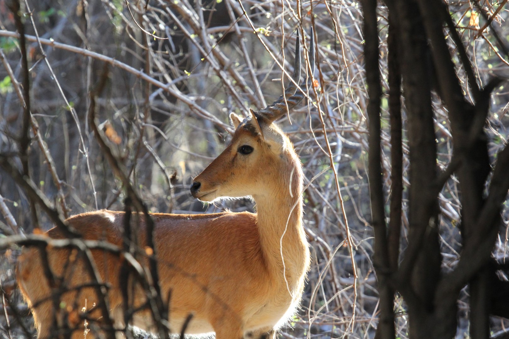 Senga Puku (Kobus vardonii senganus)