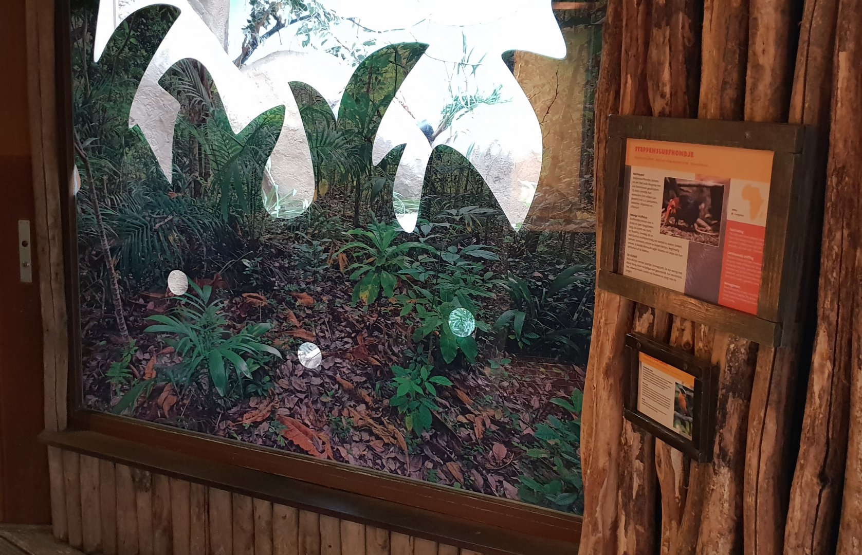 Sengi and Robin-chat enclosure