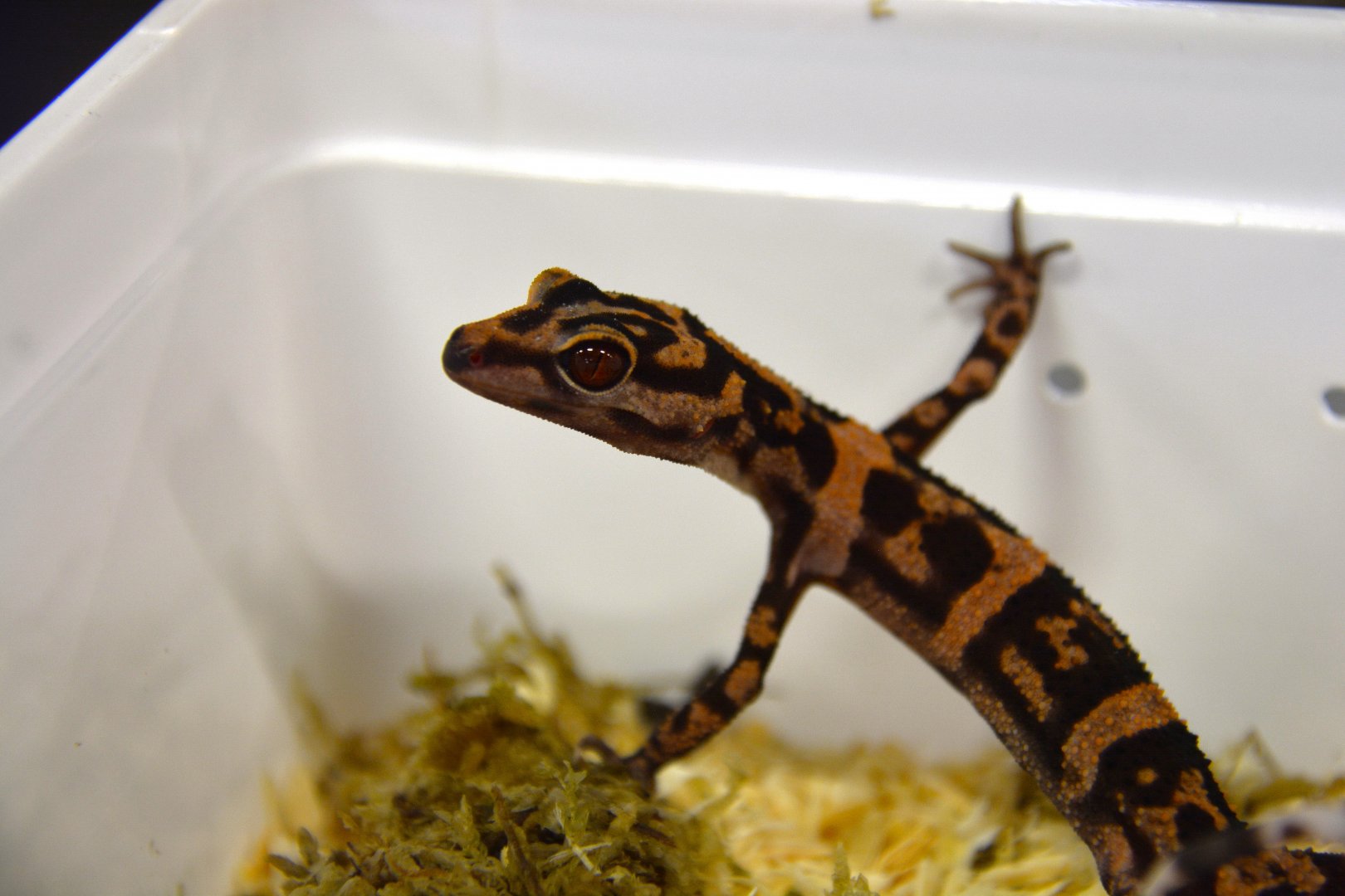 Sengoku's leopard gecko (Goniurosaurus sengokui)