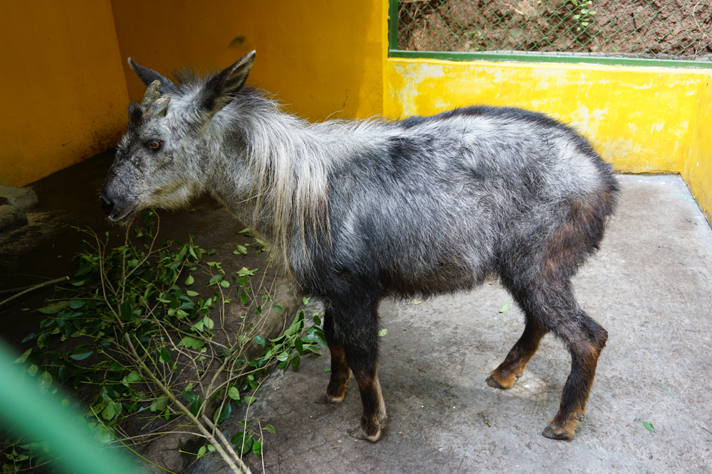 Senile male Chinese serow (Capricornis milneedwardsii)