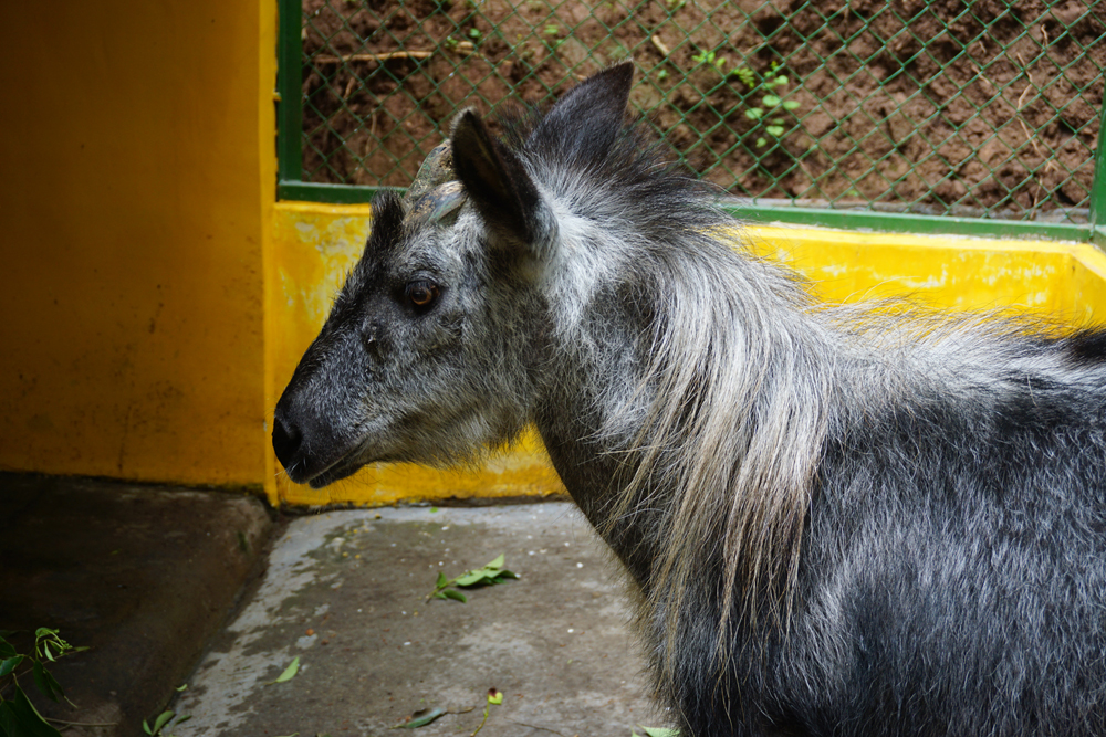 Senile male Chinese serow (Capricornis milneedwardsii)