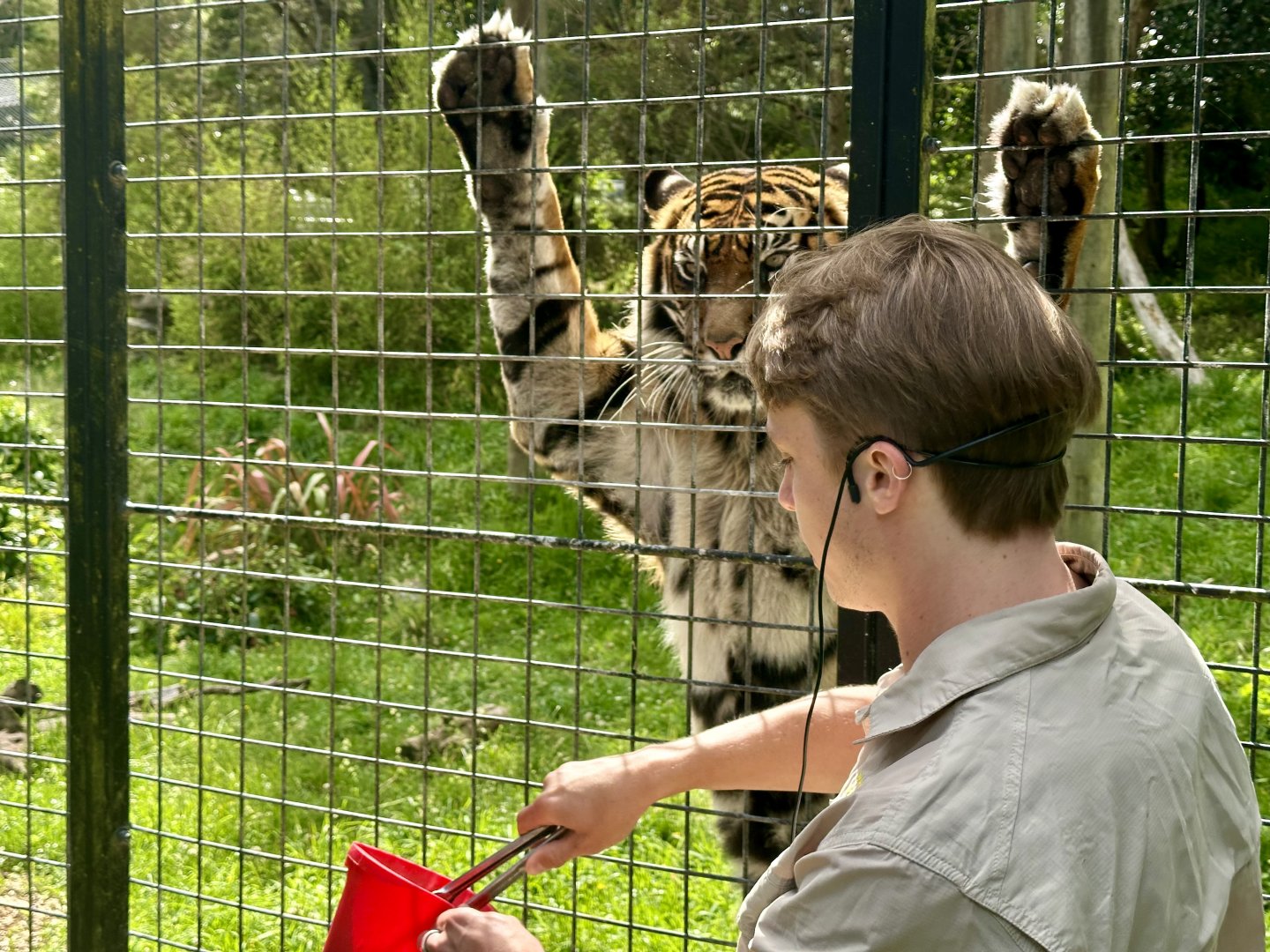 Senja (Sumatran Tiger) - Keeper Talk
