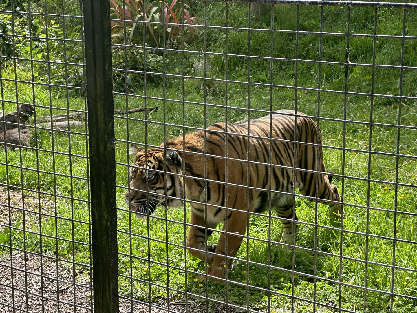 Senja (Sumatran Tiger)