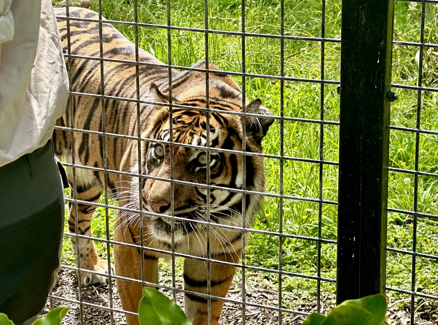 Senja (Sumatran Tiger)