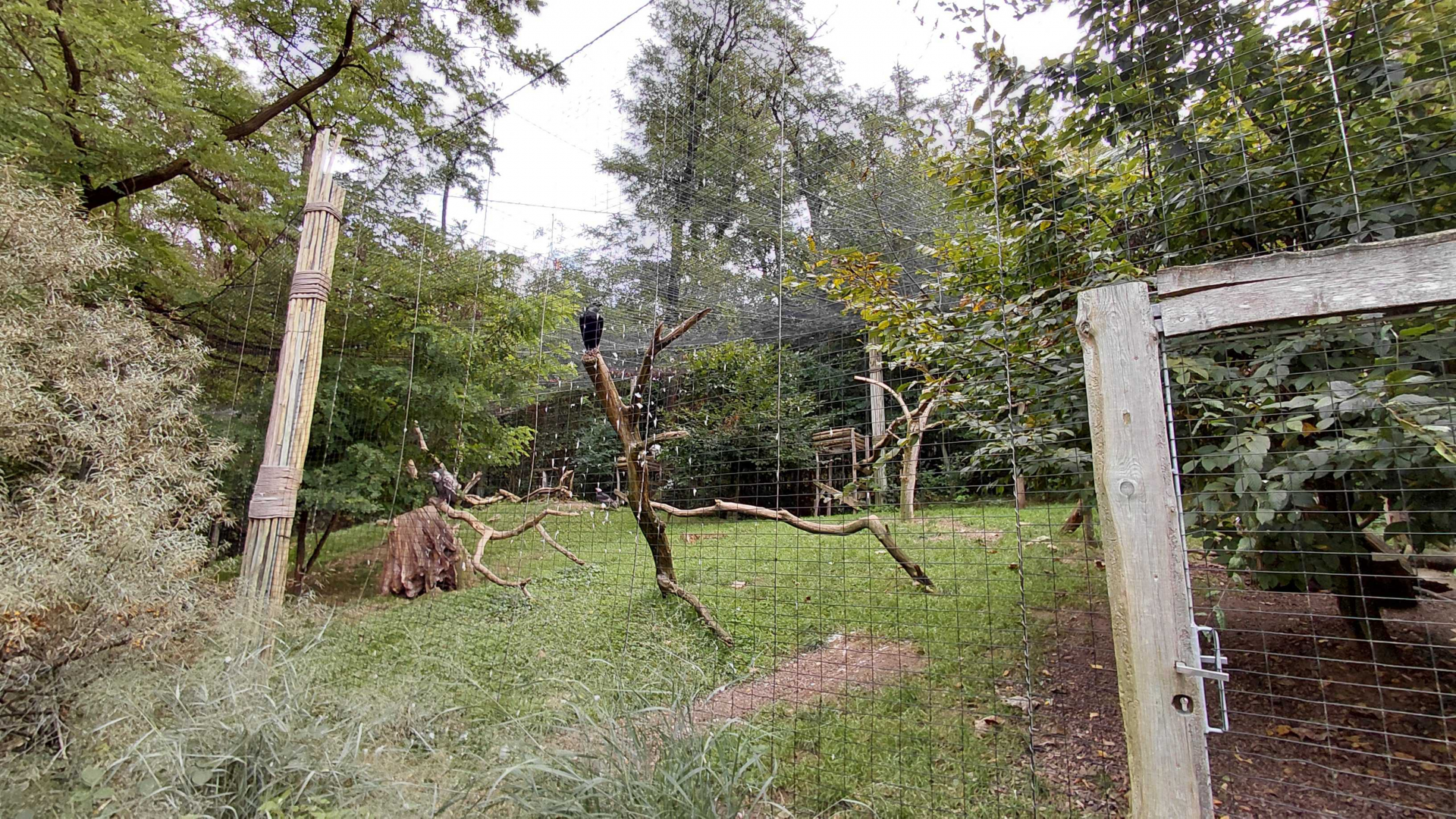 Senkele aviary