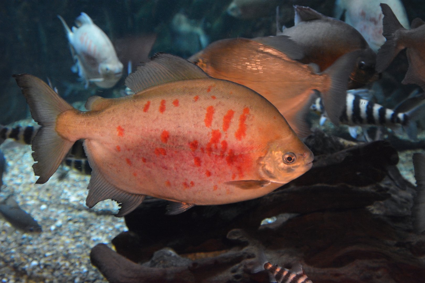 Senna Braga's red pacu (Utiaritichthys sennaebragai)