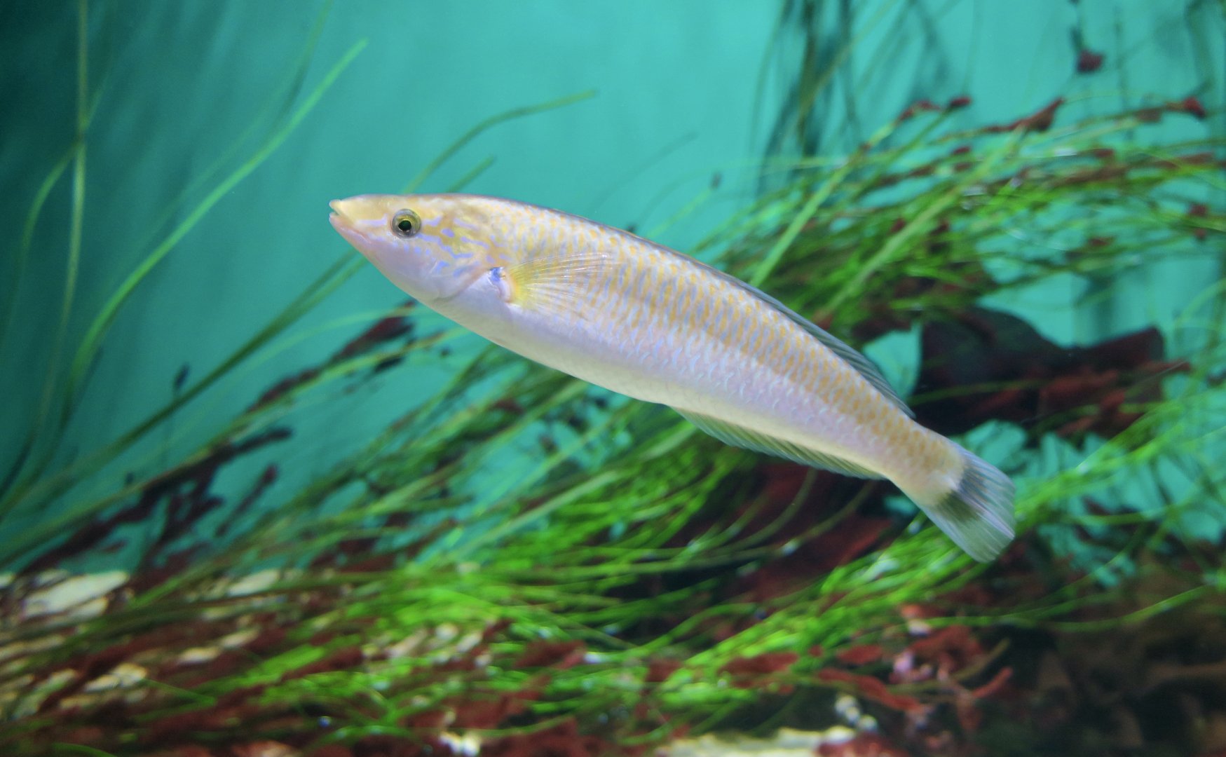 Señorita (Oxyjulis californica)