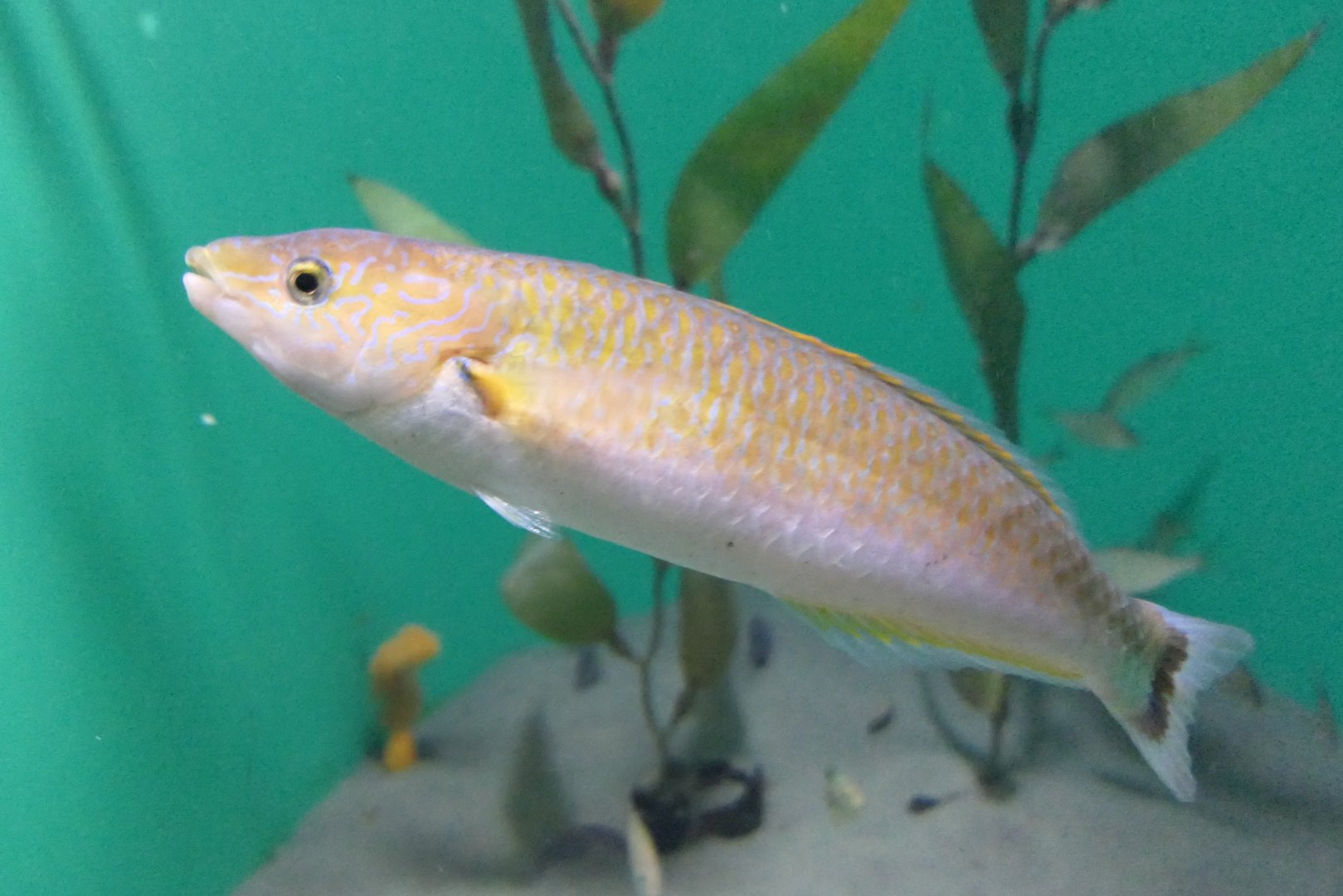 Senorita (Oxyjulis californica)