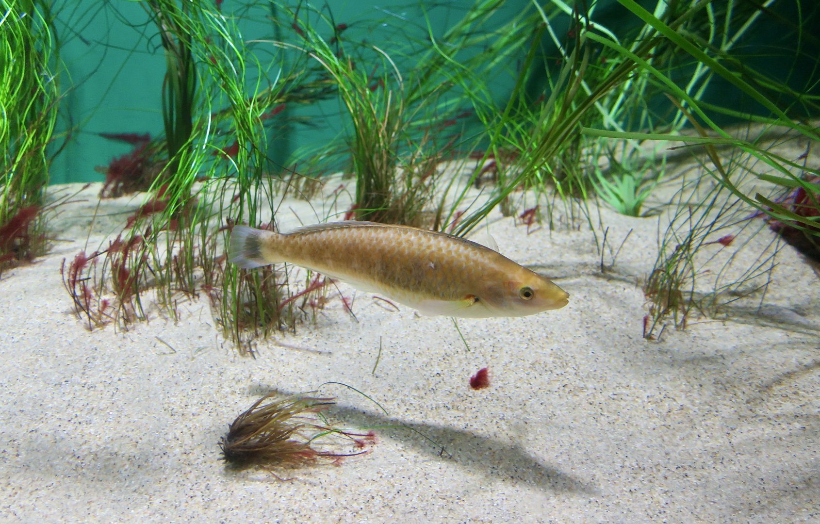 Señorita Wrasse (Oxyjulis californica)