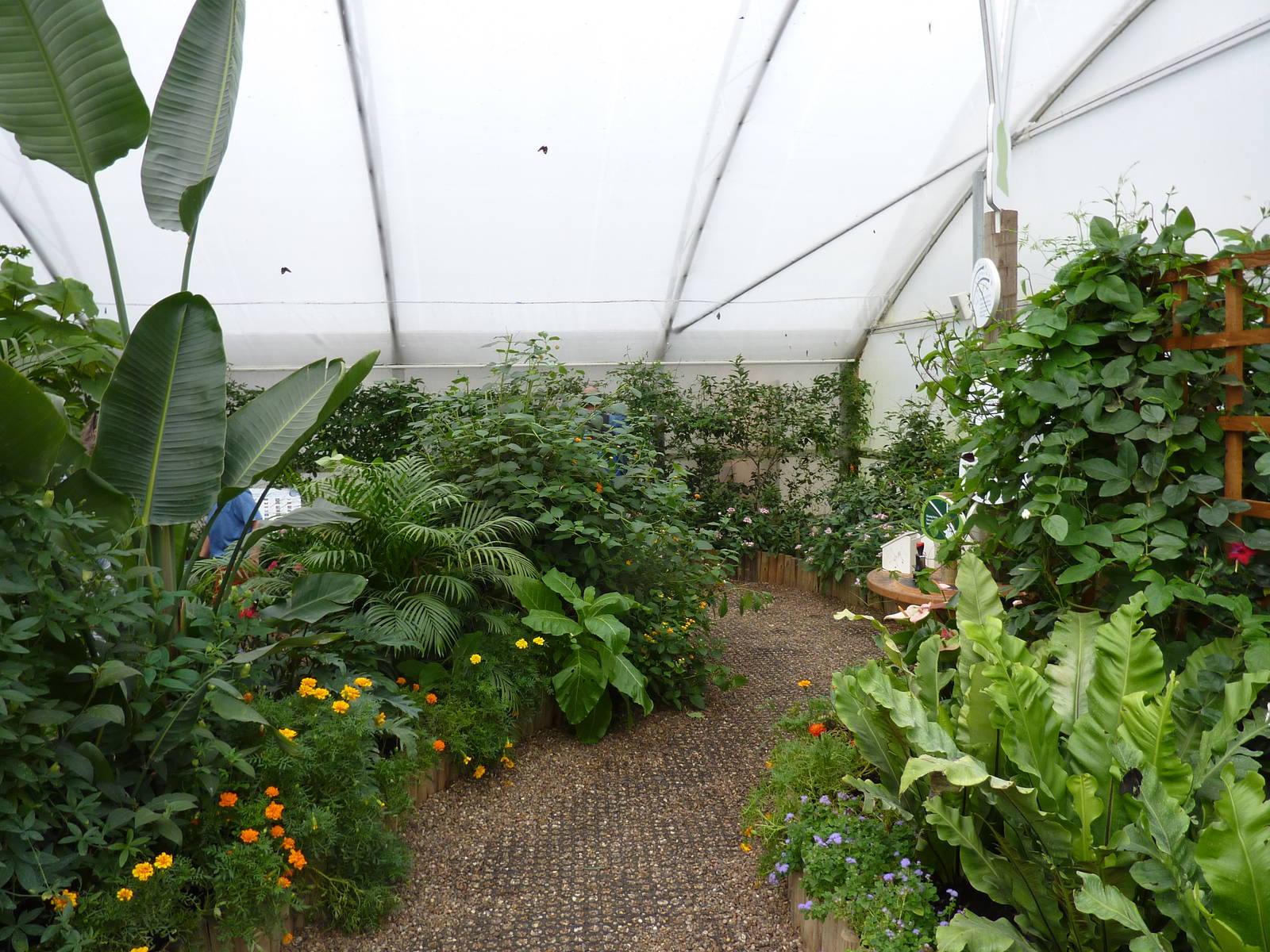 Sensational Butterflies Exhibition