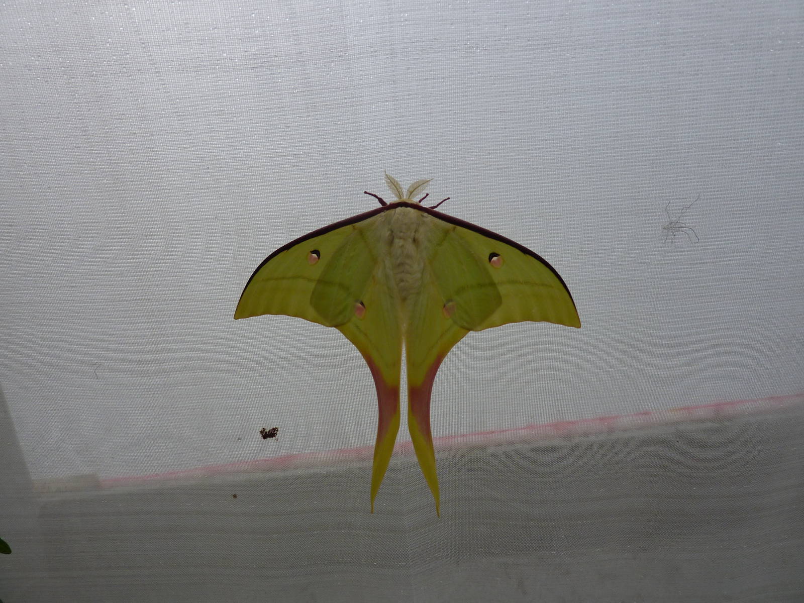 Sensational Butterflies Exhibition