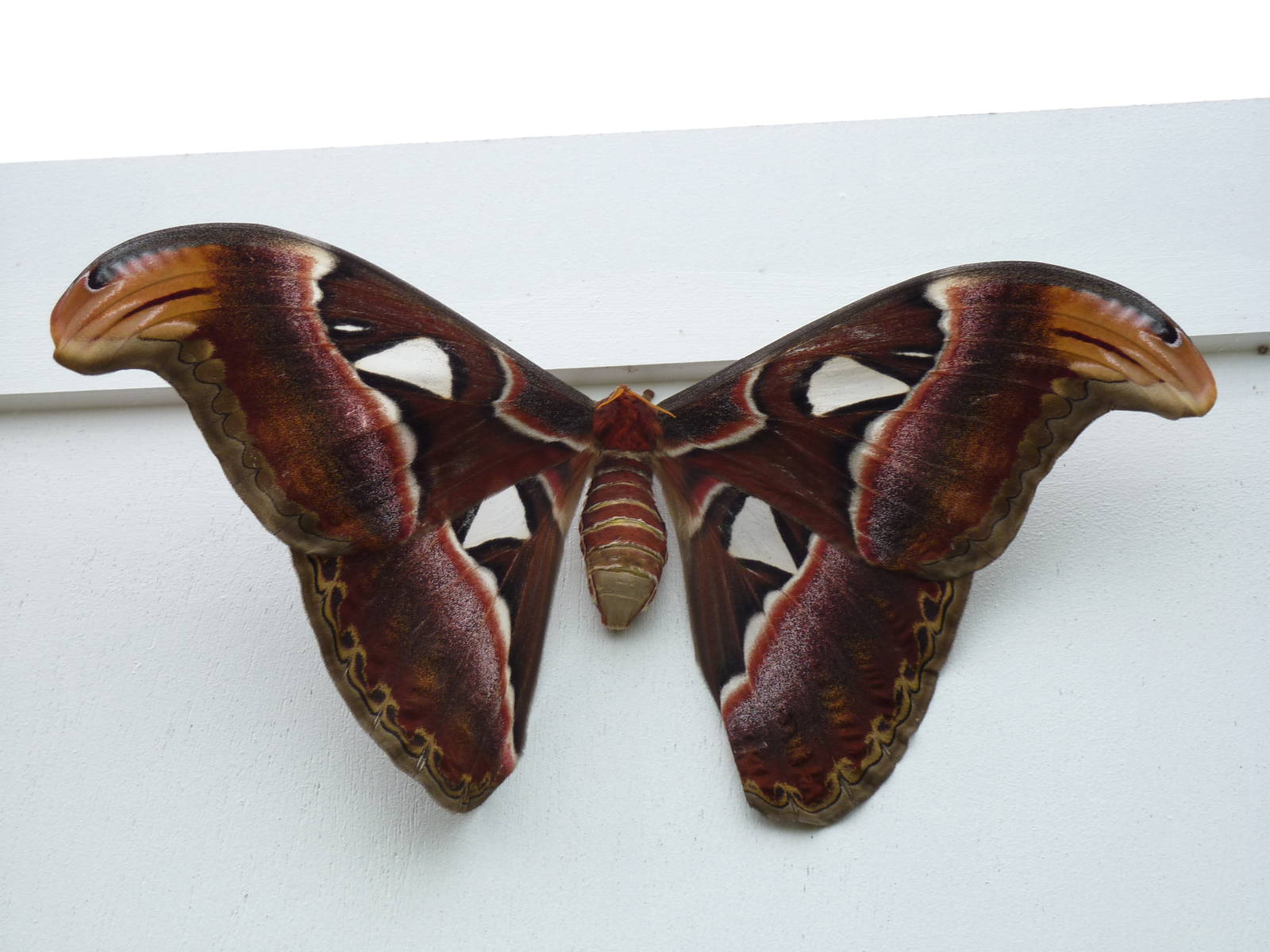 Sensational Butterflies Exhibition