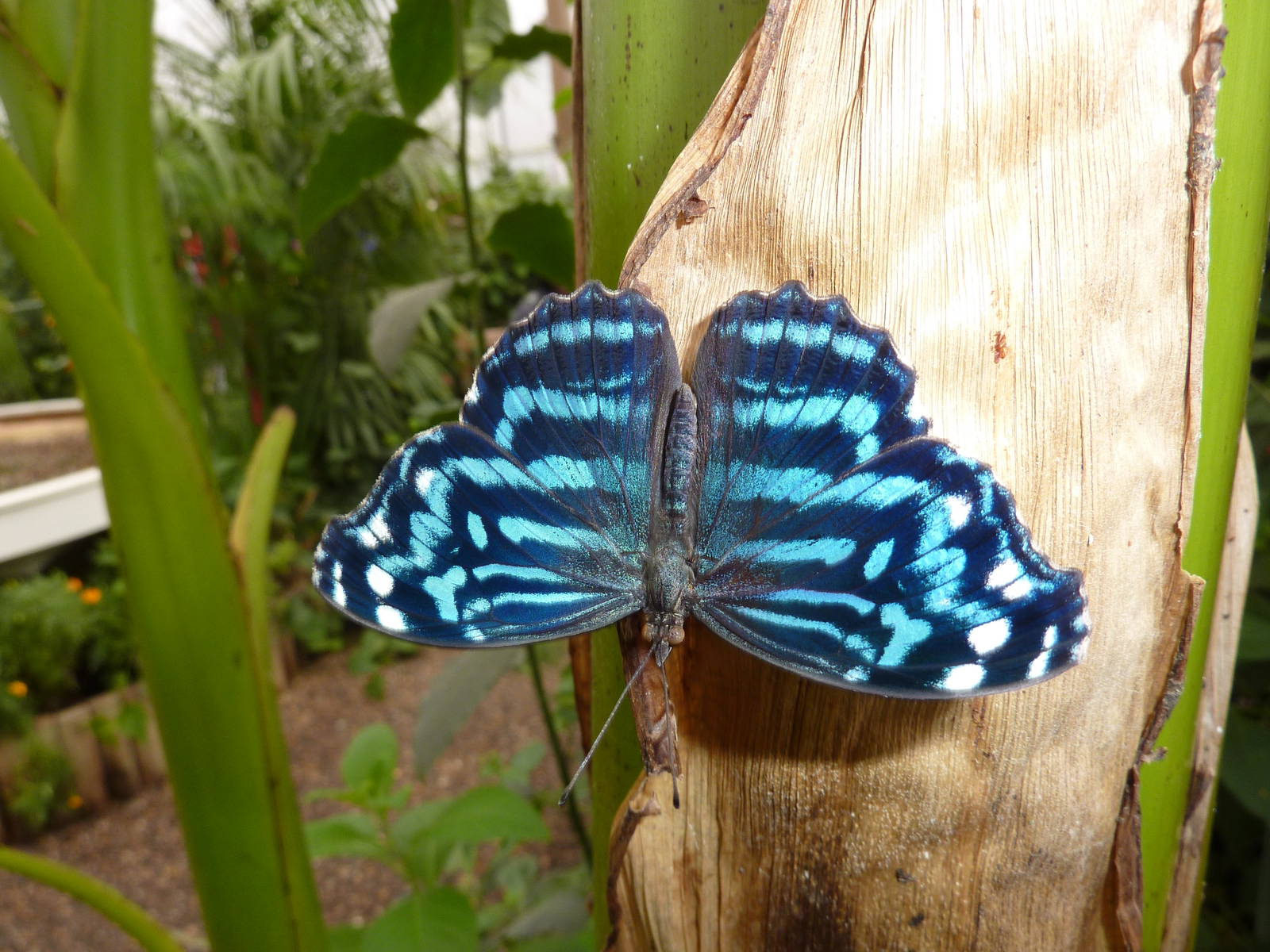 Sensational Butterflies Exhibition