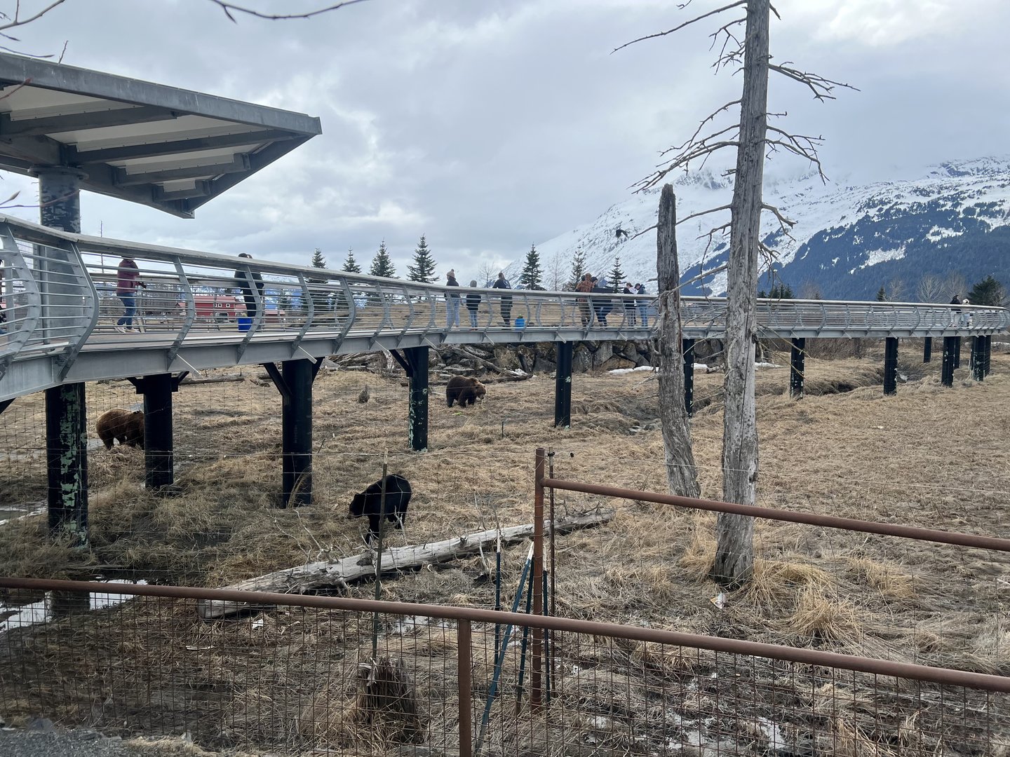 Sense of scale Black Bear vis Brown Bear