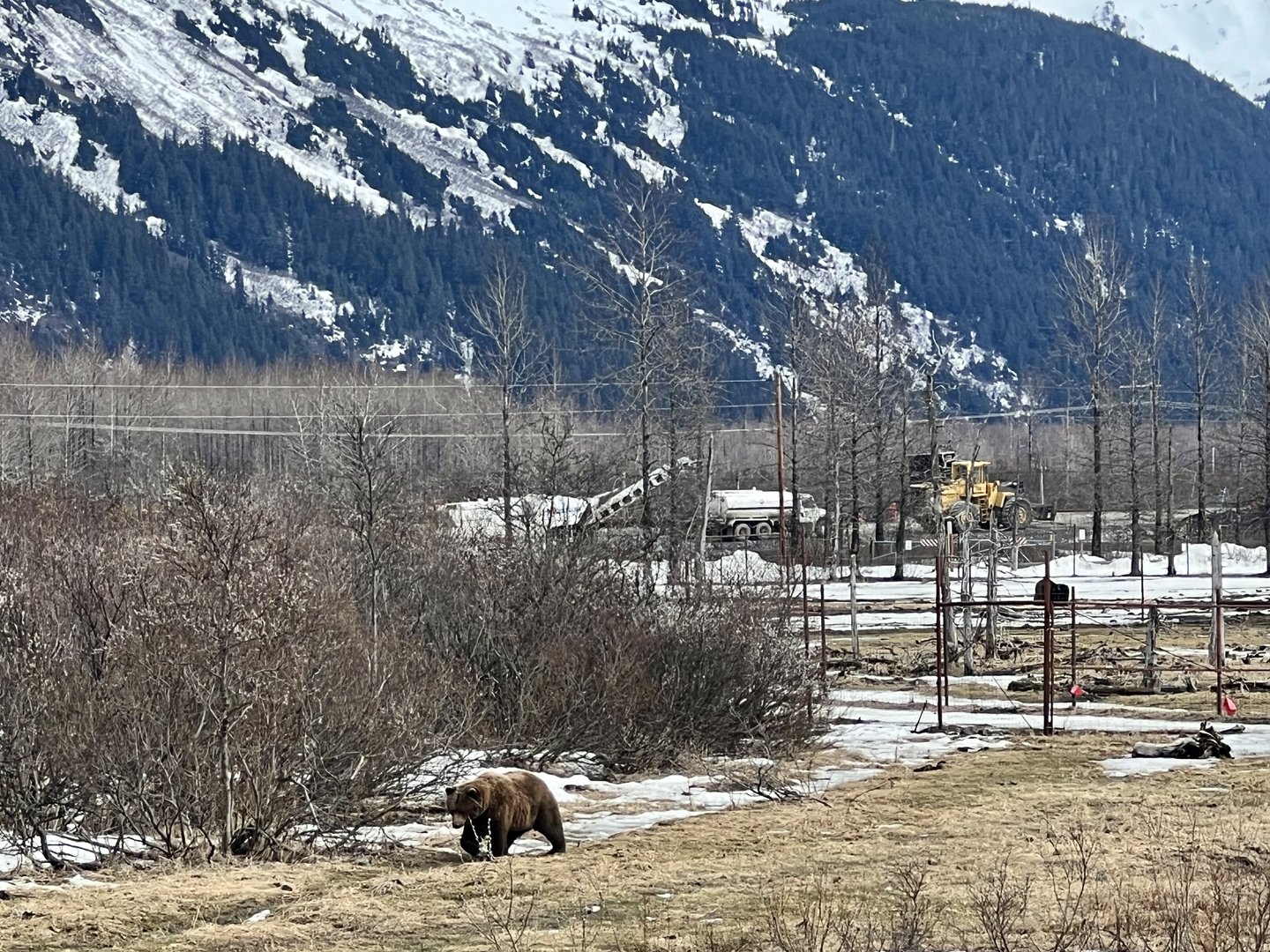 Sense of Scale - Brown Bear Exhibit