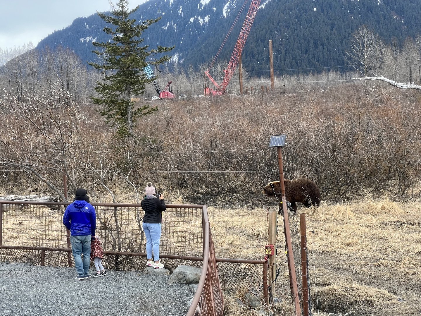 Sense of scale…now showing how close-up a visitor can view the bears.