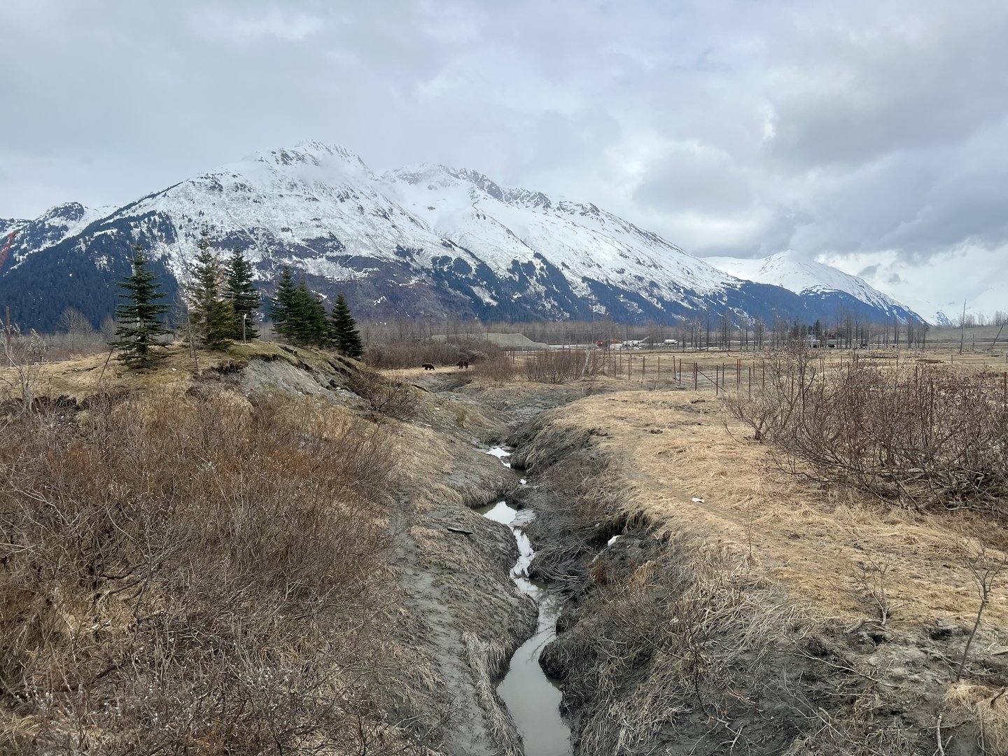 Sense of scale. To the right are the Muskox, to your left is a small hill in the westernmost end of the Brown Bear Exhibit