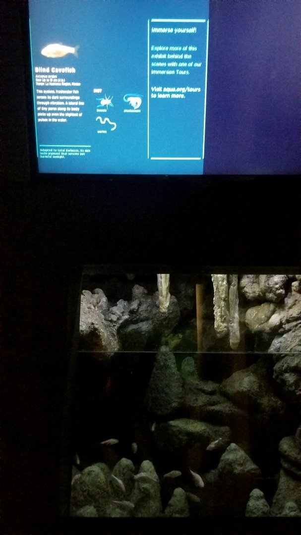 Sensing: Blind cavefish