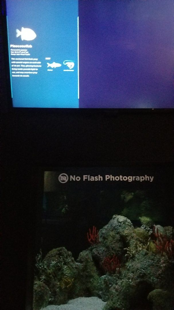 Sensing: Pineconefish