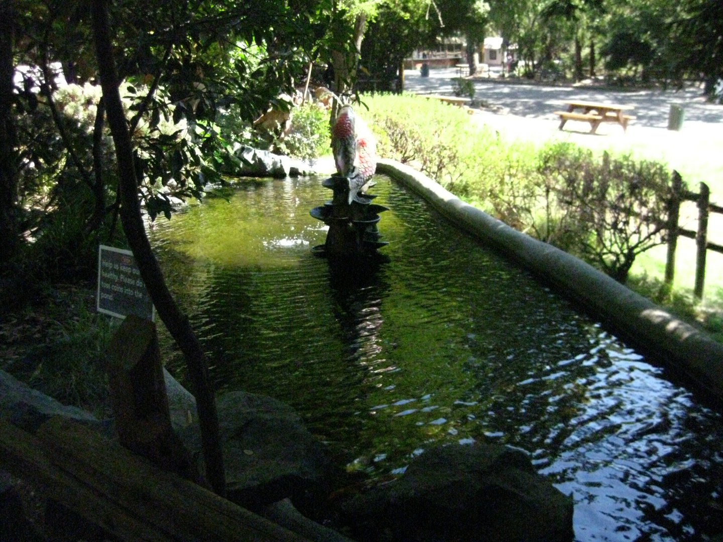 Sensory Garden Koi Pond