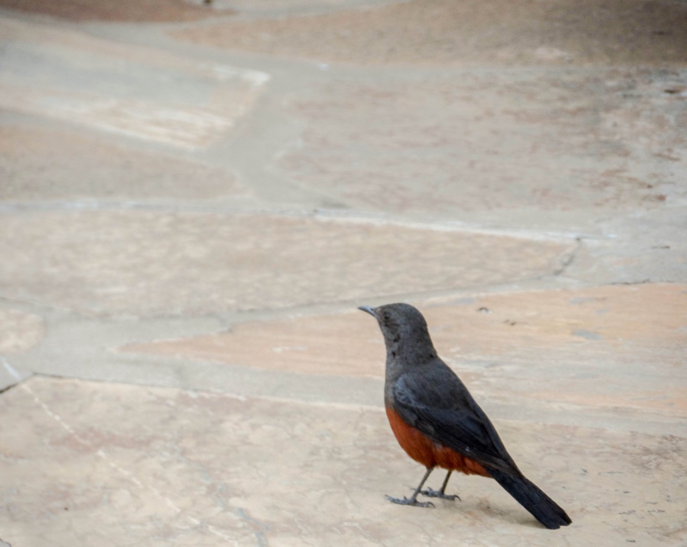 Sentinel rock thrush, Monticola explorator explorator