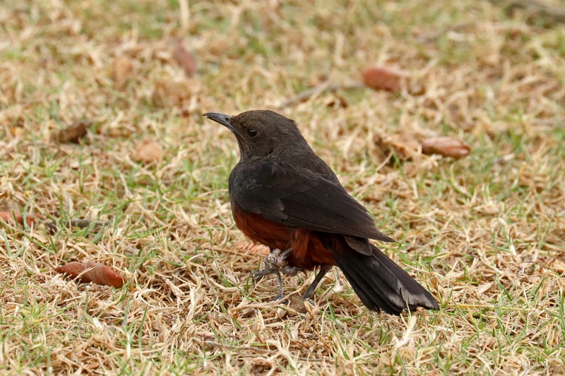 Sentinel rock thrush (Monticola explorator)
