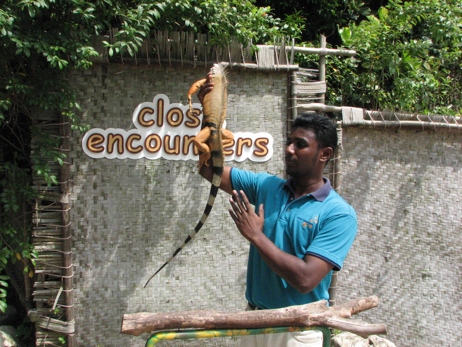 Sentosa Island Multi-animal Encounters 2008 - Close encounters with a confi