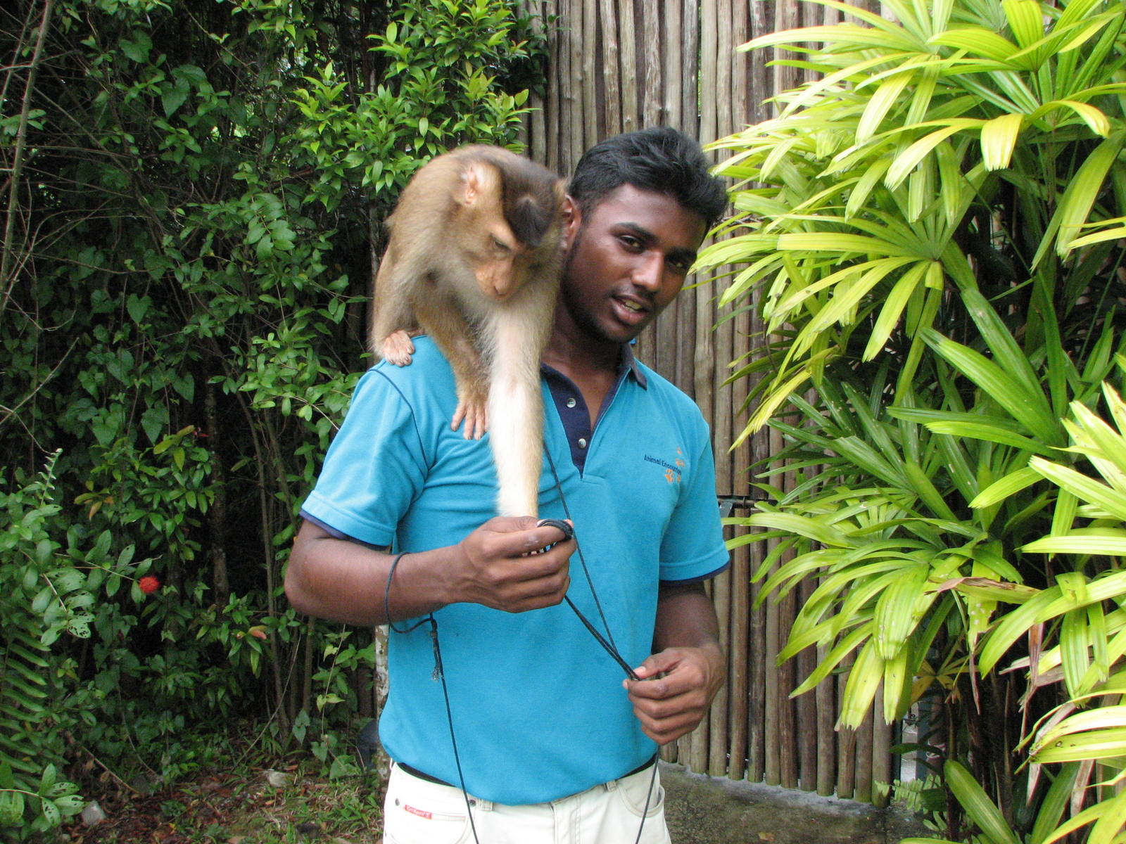 Sentosa Island Multi-animal Encounters 2008 - Pig-tailed Macaque in the sho