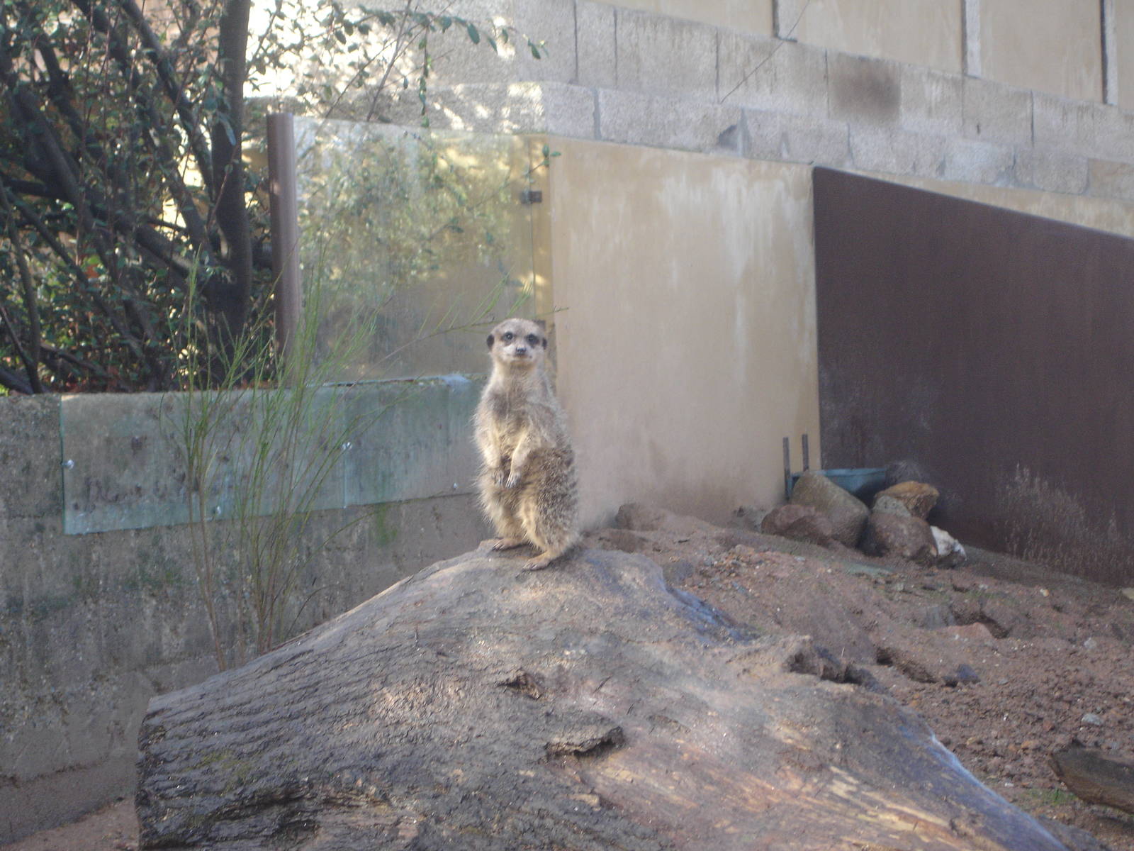 Sentry Meerkat at Zoo Santo Inacio, 30/12/12