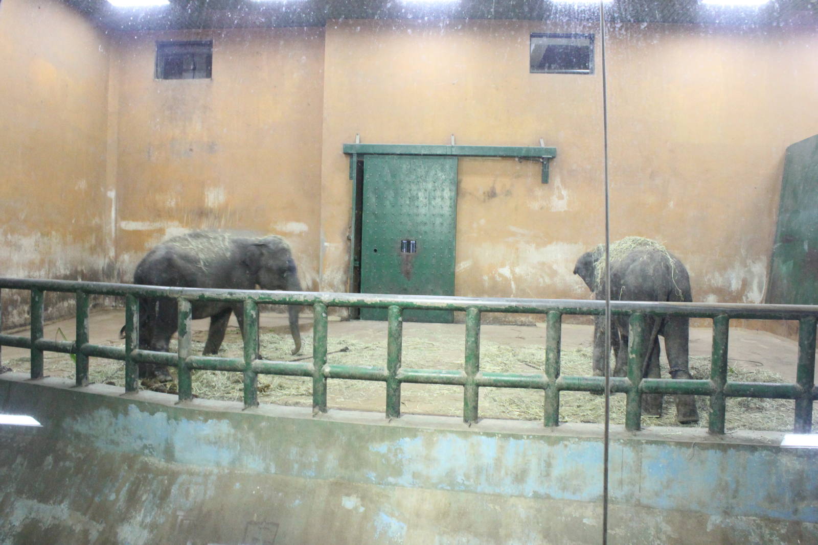 Seoul Zoo - Asian Elephant indoor exhibit