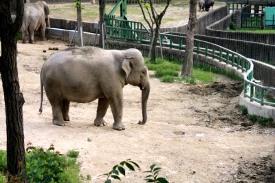 Seoul Zoo - Asiatic Elephant