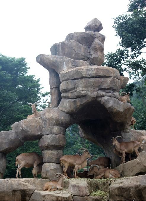 Seoul Zoo - Barbary Sheep
