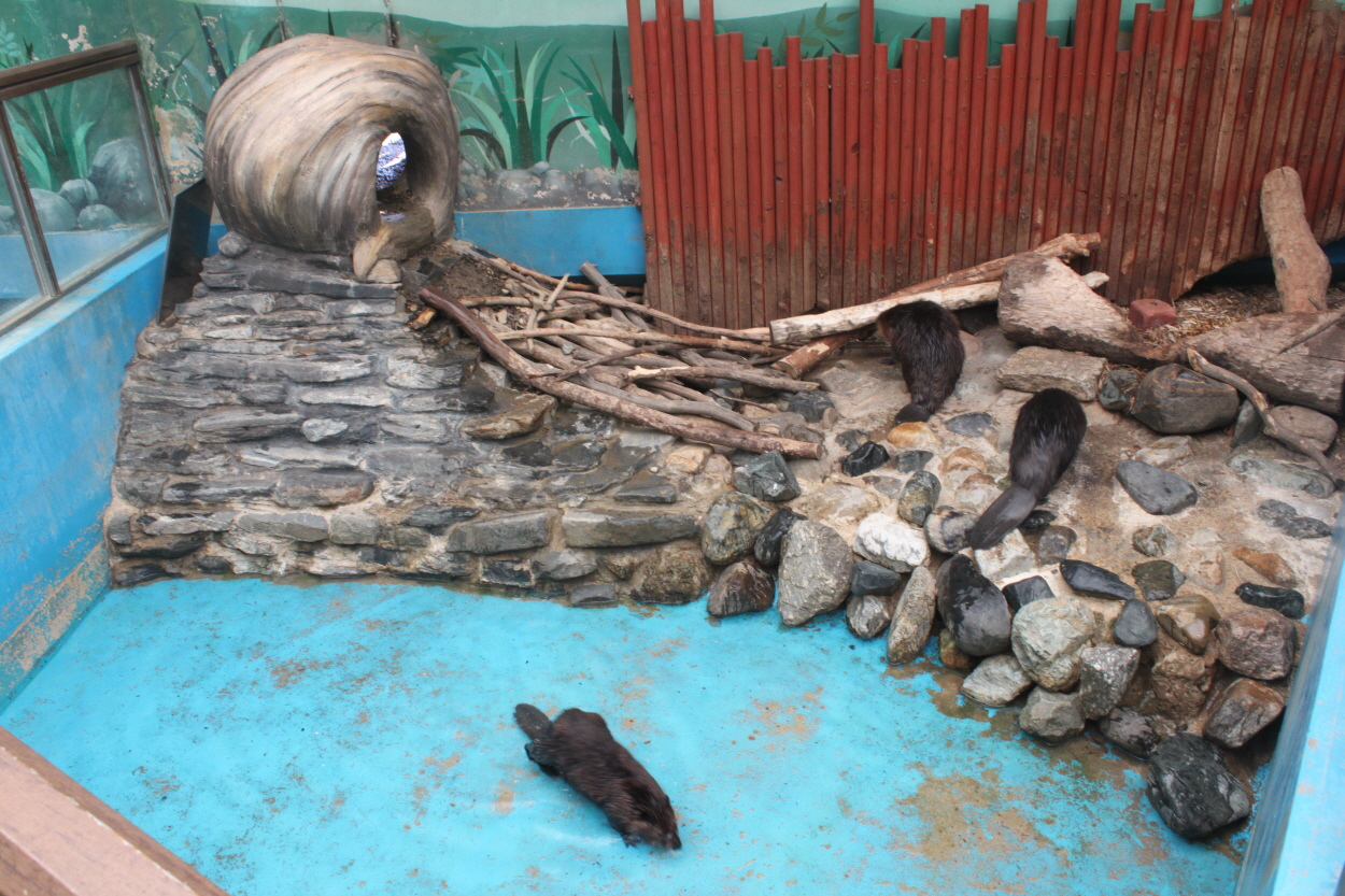 Seoul Zoo - Beaver indoor exhibit.