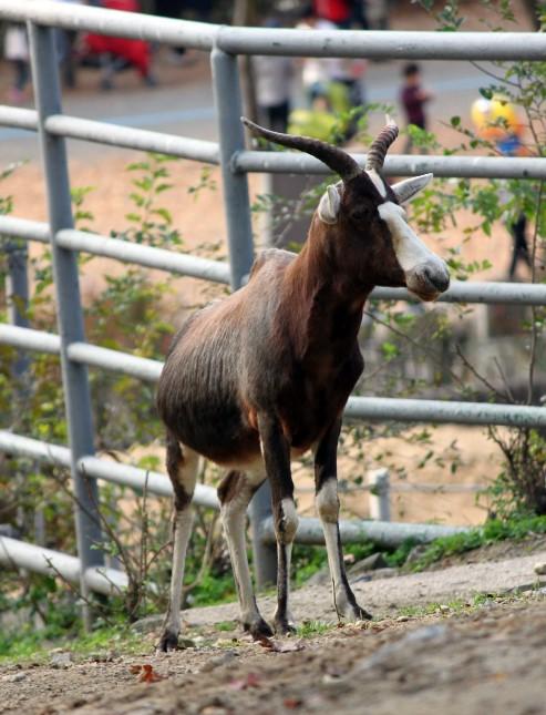 Seoul Zoo - Blesbok.