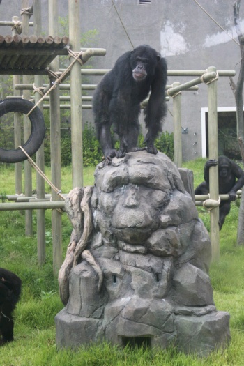 Seoul Zoo - Chimpanzee