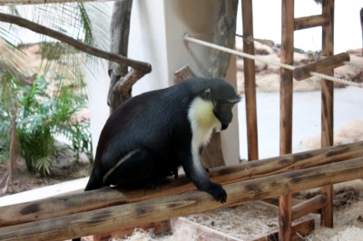 Seoul Zoo - Diana Monkey