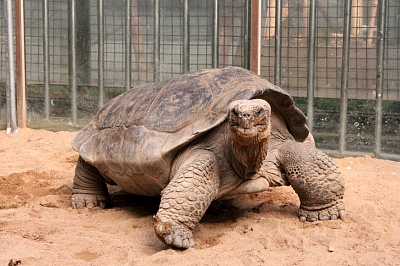Seoul Zoo - Galapagos Tortoise