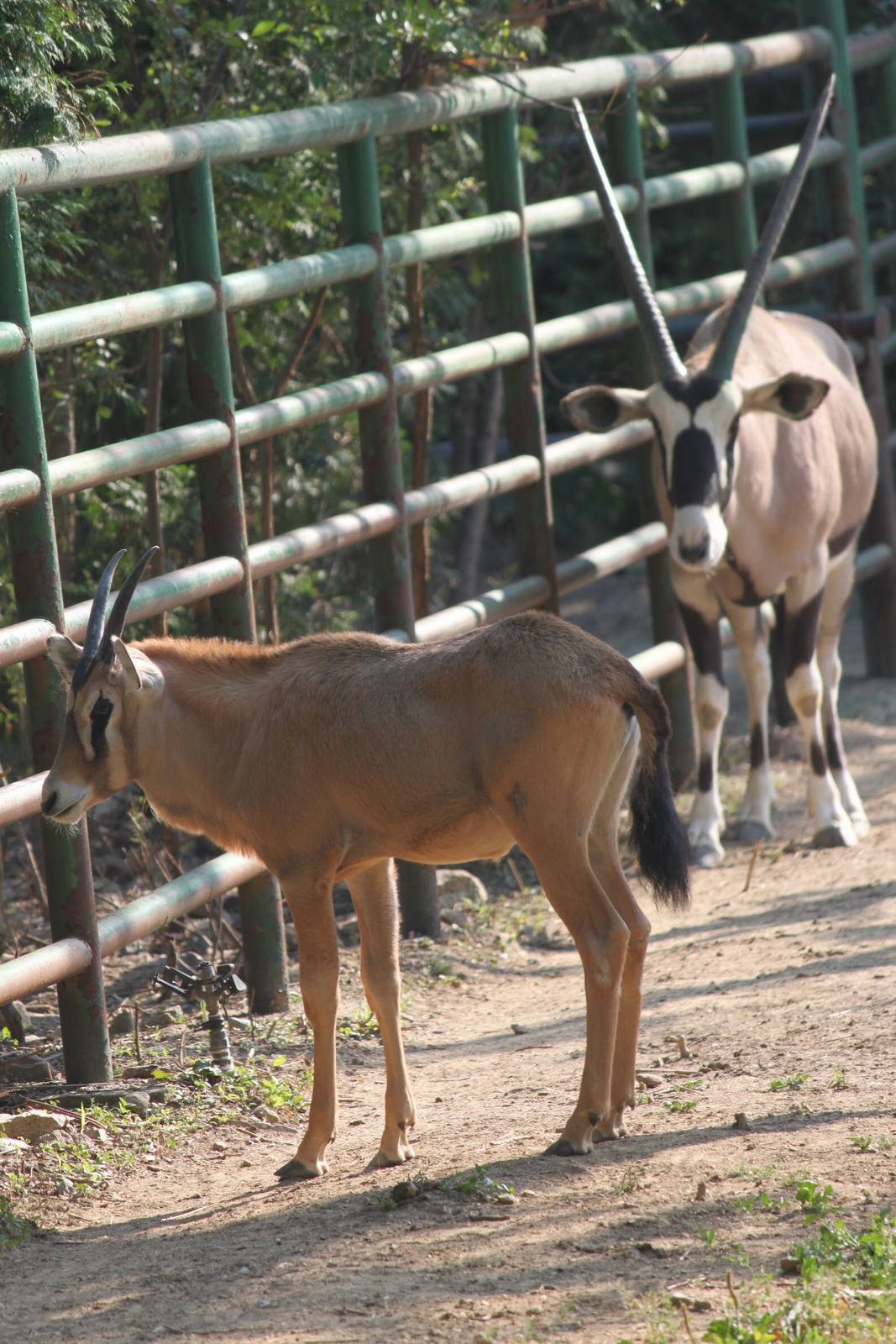 Seoul Zoo - Gemsbok
