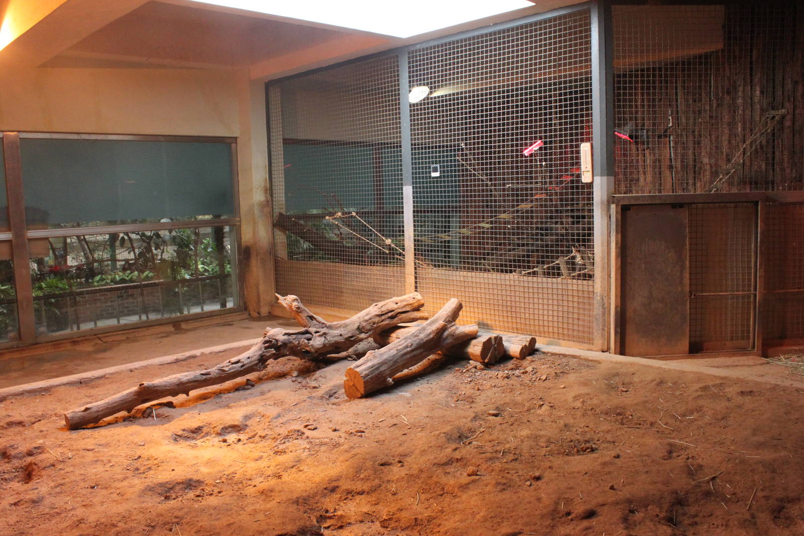 Seoul Zoo - giant anteater Indoor Exhibit